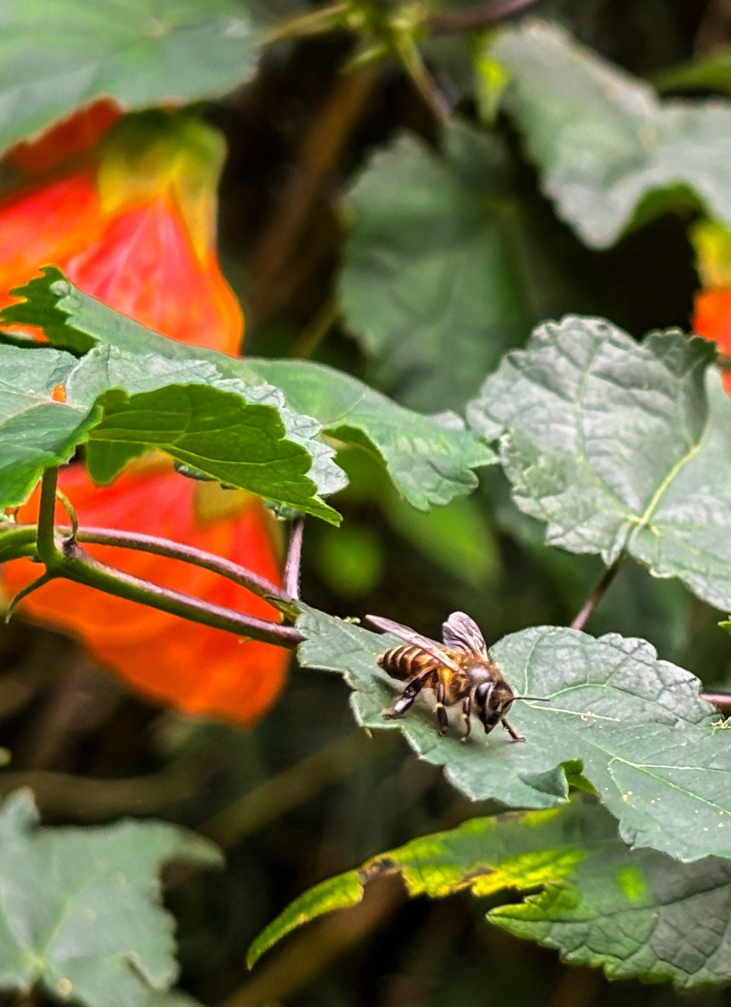 Walking in the&nbsp;nature