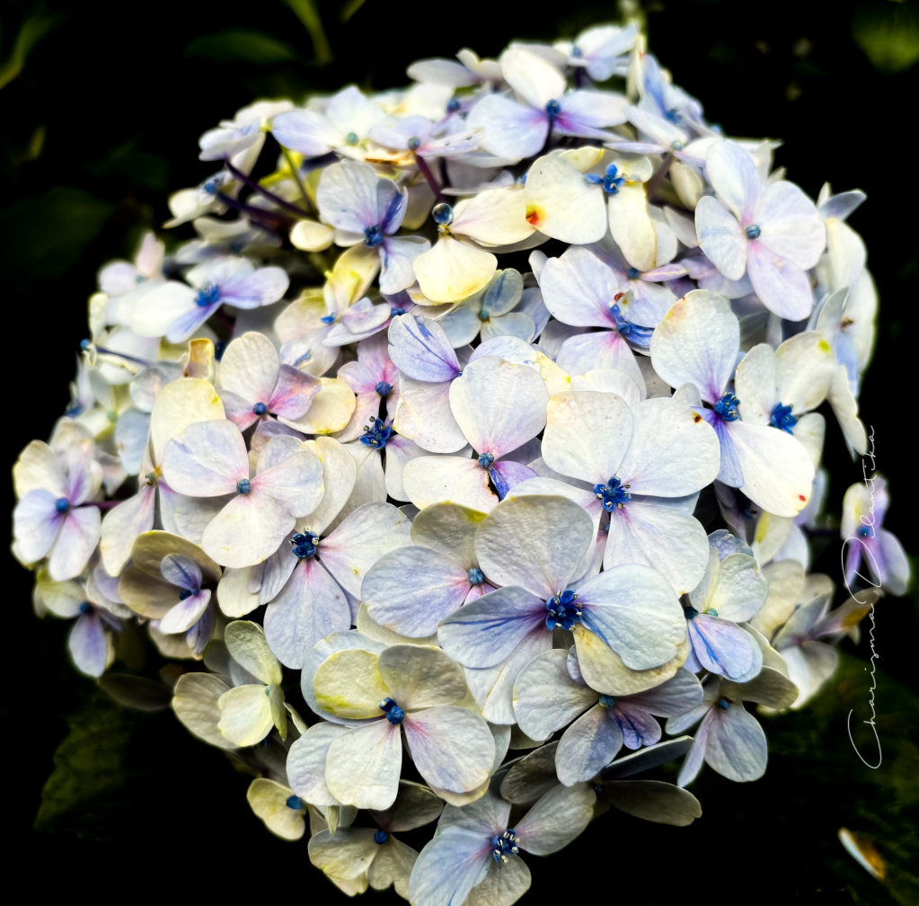 The world of&nbsp;Hydrangea