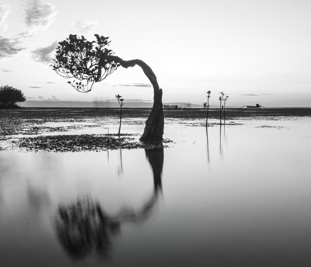 Dancing trees but in monochrome