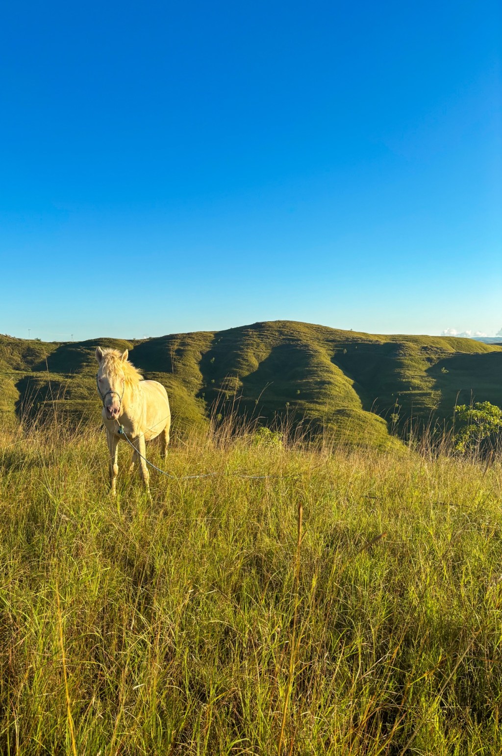 Sunset with Putra, The Old Stallion, at Wairinding Hill,&nbsp;Sumba