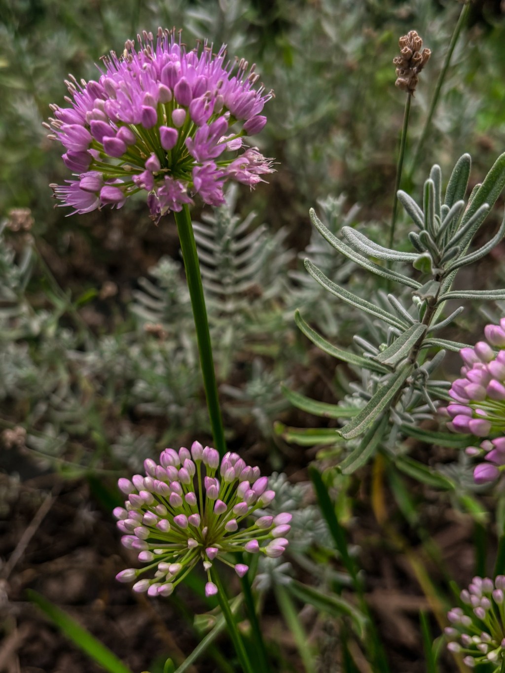Getting to know German&nbsp;Garlic