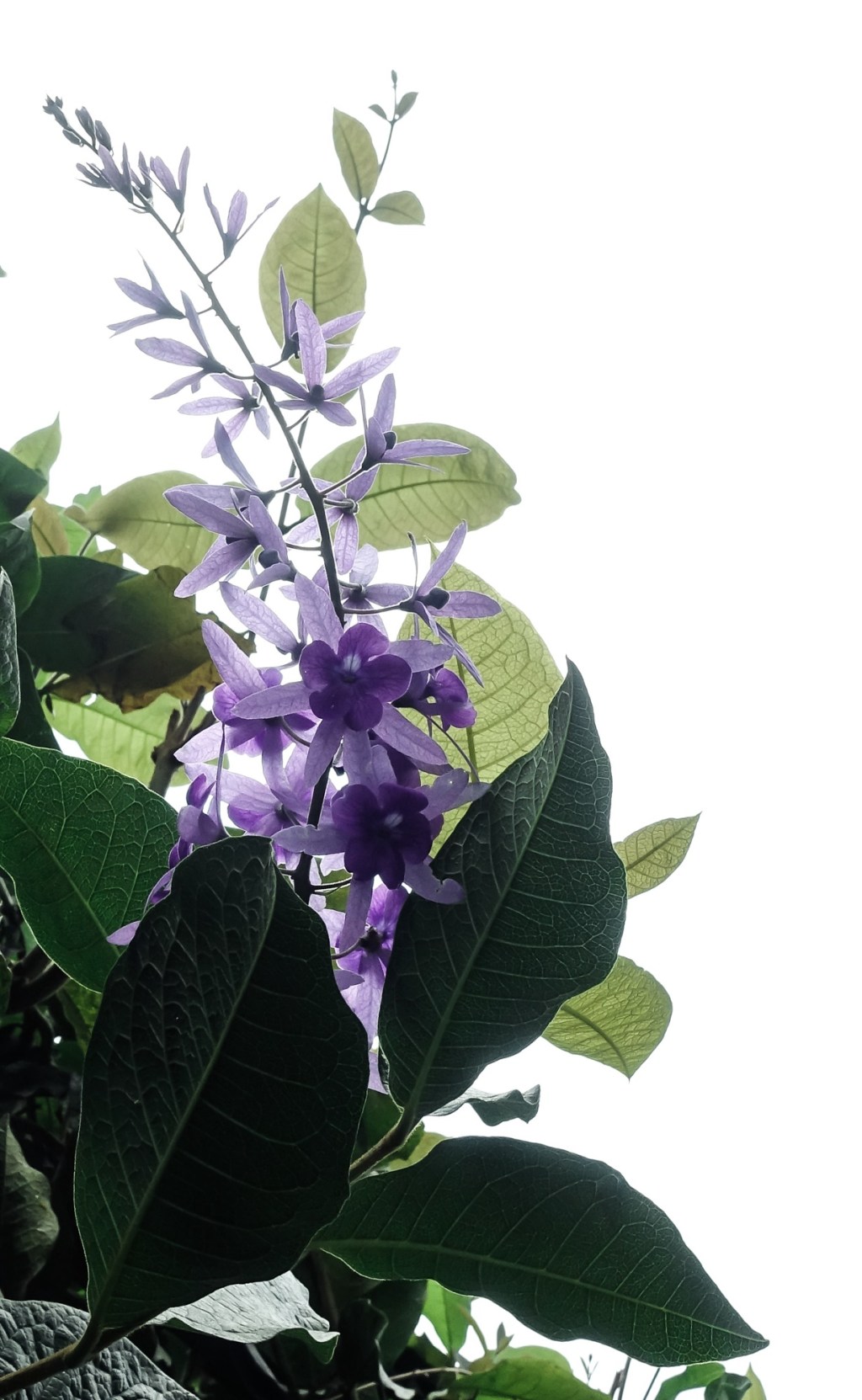 Die Blume des&nbsp;Tages